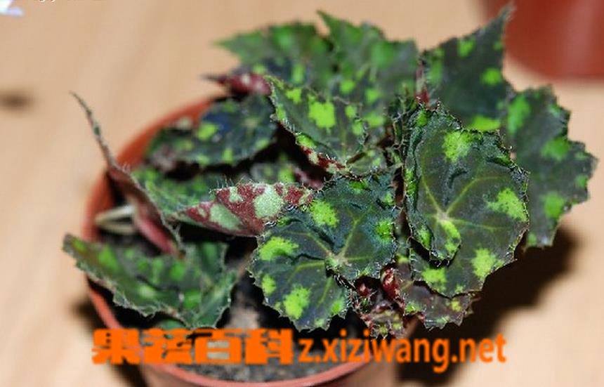 果蔬百科虎斑秋海棠有毒吗 虎斑秋海棠的繁殖方法