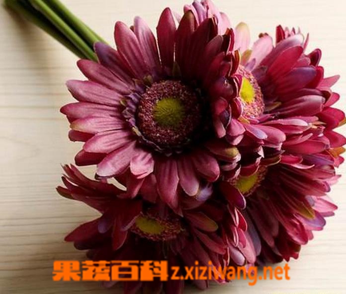 果蔬百科非洲菊(扶郎花)的养殖养护方法