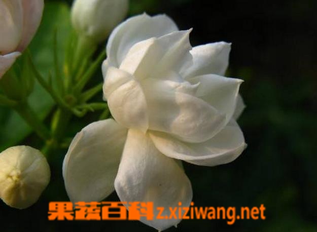 果蔬百科铁茉莉的养殖方法