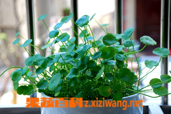 果蔬百科铜钱草的养殖方法