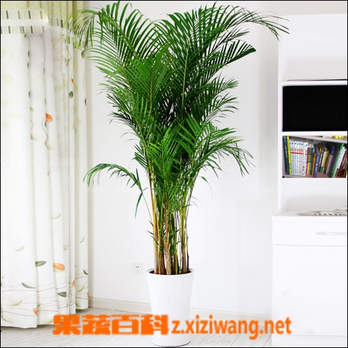 果蔬百科散尾葵的养殖方法