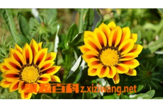 勋章菊冬季种植方法与注意事项