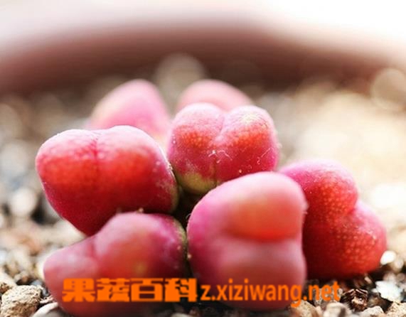 果蔬百科毛汉尼蜕皮如何断水