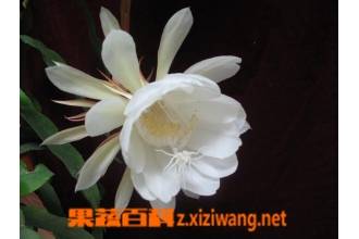 昙花如何养殖 昙花盆栽养植方法