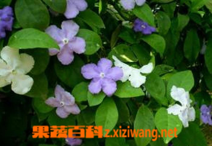 果蔬百科双色茉莉的养殖方法