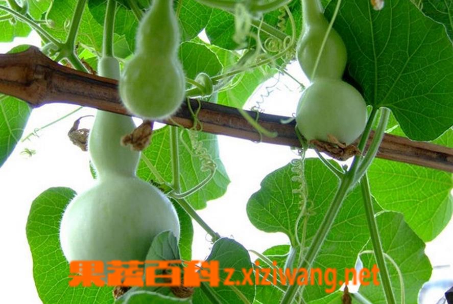 果蔬百科手捻葫芦种植及各类葫芦种植方法