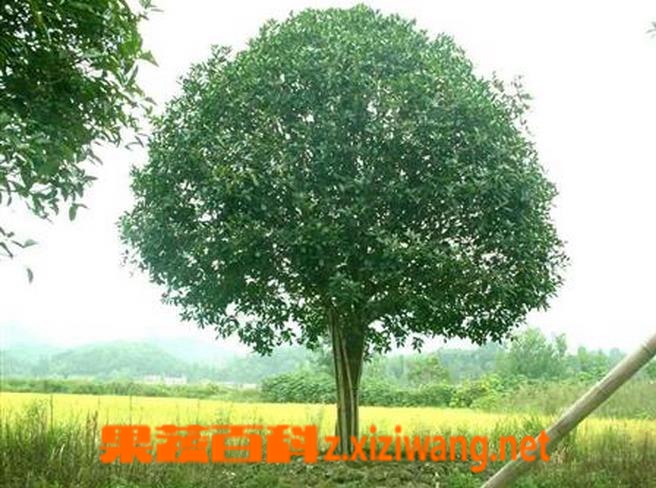 果蔬百科桂花树为什么不开花