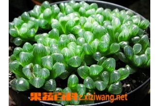 姬玉露的种植与养护方法