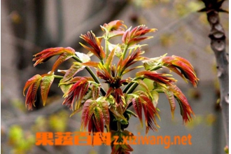 盆栽香椿树的养护方法