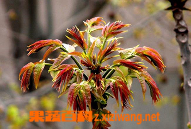 果蔬百科盆栽香椿树的养护方法