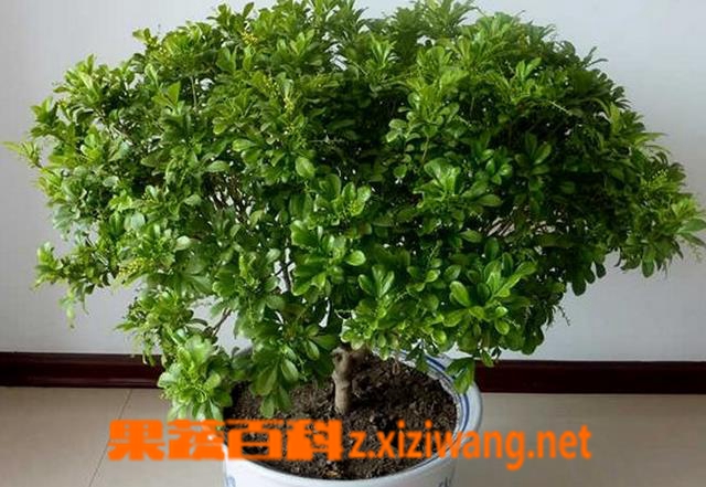 果蔬百科米兰花怎么养