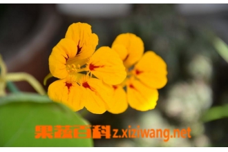 旱金莲图片 旱金莲种植方法教程