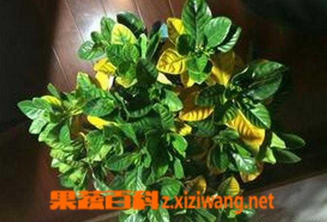果蔬百科栀子花叶子发黄图解 栀子花叶子发黄是什么原因