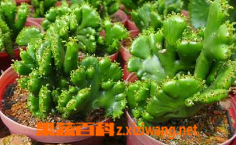 果蔬百科仙人山(山影拳)的养殖养护方法
