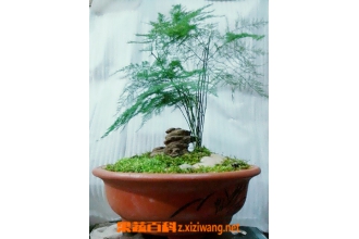 文竹盆景的制作与养护方法教程