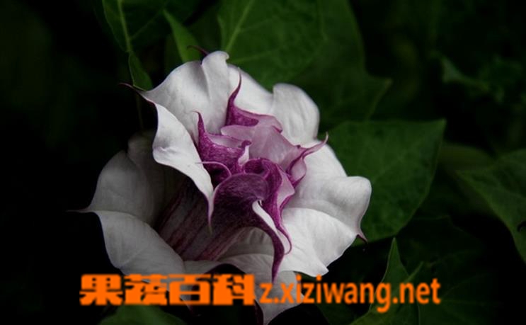 果蔬百科曼陀罗花怎么种