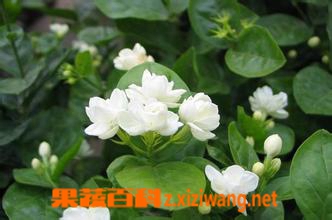 果蔬百科栀子花的养殖方法