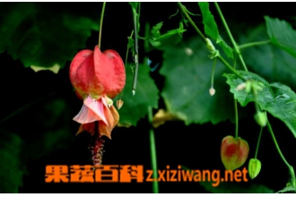 蔓性风铃花如何养殖 蔓性风铃花的养殖方法