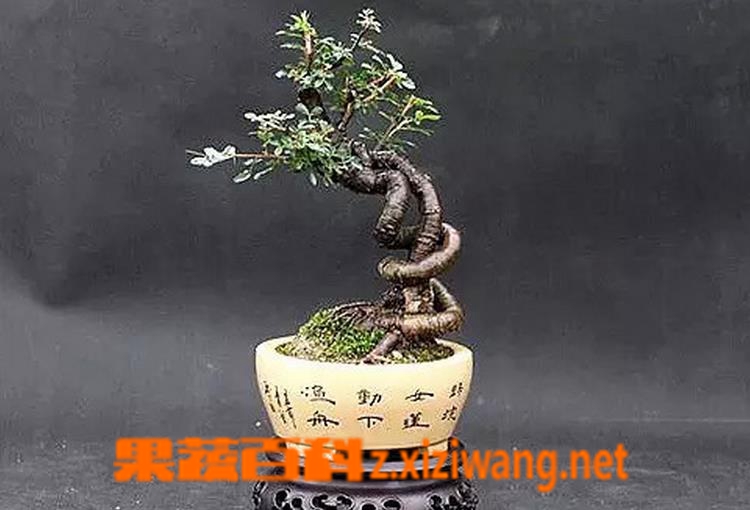 果蔬百科金雀盆景的制作与养护