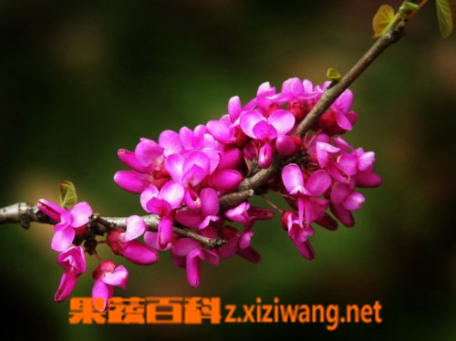 果蔬百科紫荆花的养殖方法