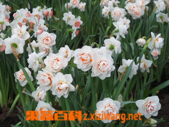 果蔬百科洋水仙开花后的处理方法