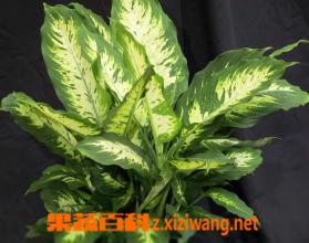果蔬百科万年青的养殖方法和注意事项