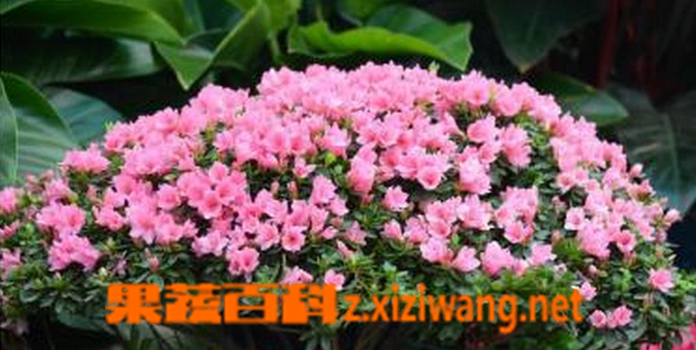 果蔬百科杜鹃花的繁殖方法