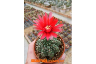 仙人球开花后怎么办 仙人球开花后养殖方法
