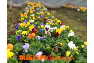 七色堇的品种和观赏价值 七色堇的栽培方法