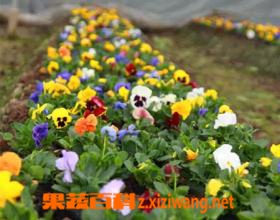果蔬百科七色堇种子怎么种植