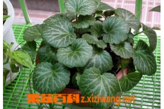 盆栽虎耳草的养殖养护方法