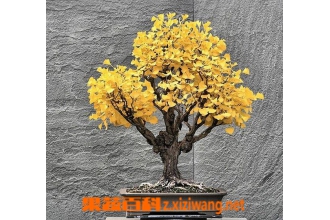 银杏树的养殖注意事项