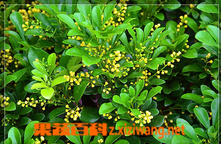 果蔬百科水培米兰花的养法