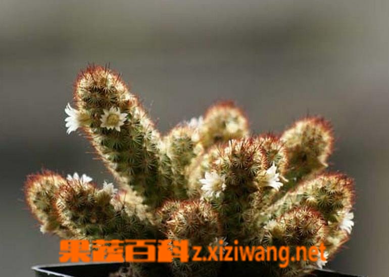 果蔬百科多肉金手指繁殖方法及注意事项