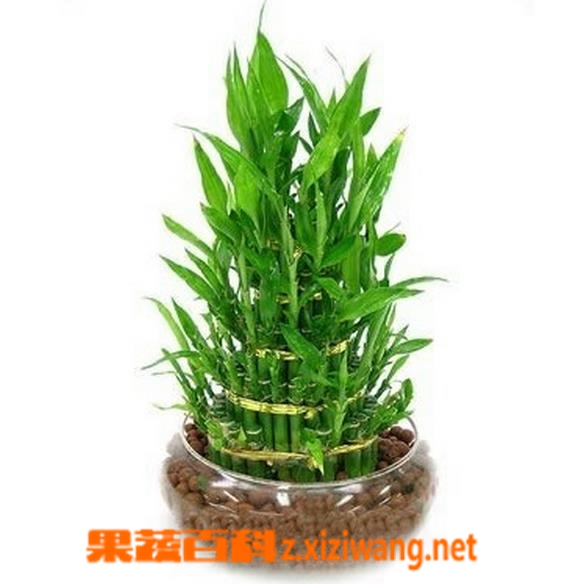 果蔬百科富贵竹的种植方法