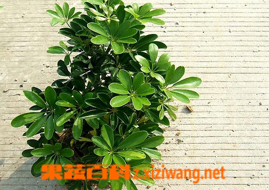 果蔬百科鸭脚木养殖方法及注意事项