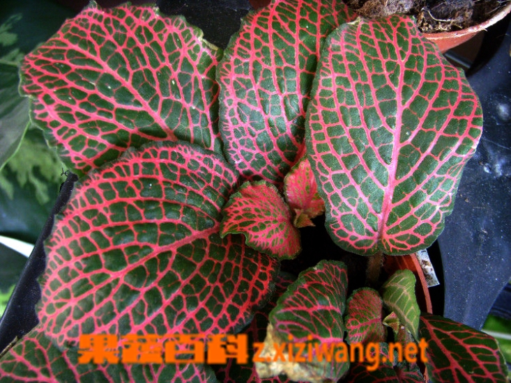 果蔬百科网纹草叶子蔫了怎么办