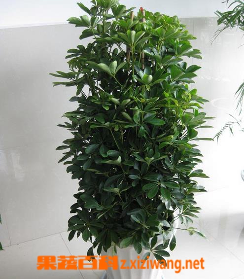 果蔬百科鹅掌柴的种植方法