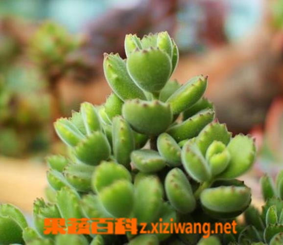 果蔬百科熊童子掉叶子怎么办