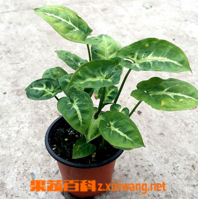 果蔬百科绿精灵的种植方法