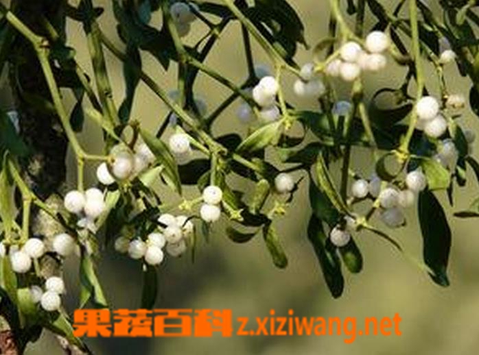 果蔬百科榭寄生养殖方法及注意事项