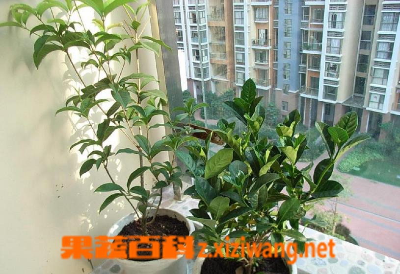 果蔬百科怎样嫁接桂花