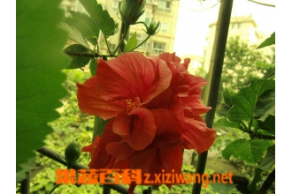 怎样嫁接扶桑花