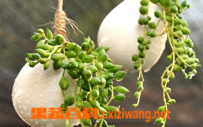 果蔬百科珍珠吊兰养殖方法及栽培注意事项