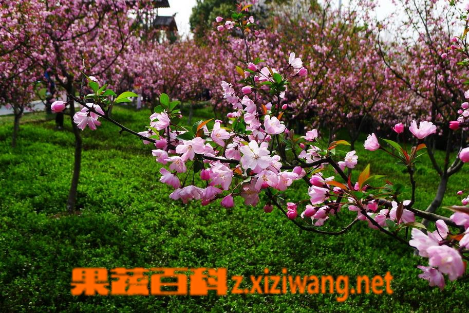 果蔬百科垂丝海棠图片 垂丝海棠栽培养殖方法