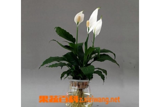 一帆风顺花有毒吗