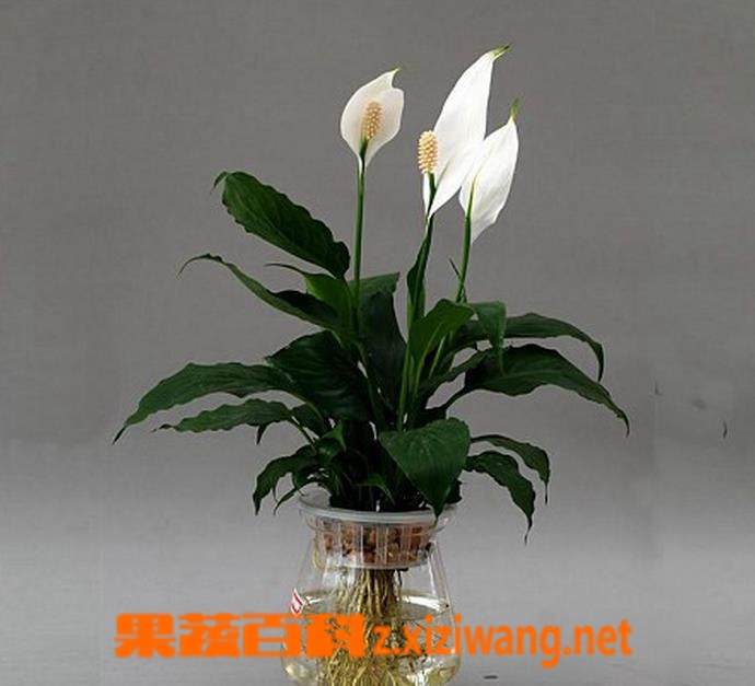 果蔬百科一帆风顺花有毒吗