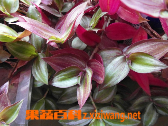 果蔬百科彩叶吊兰的养殖方法和注意事项