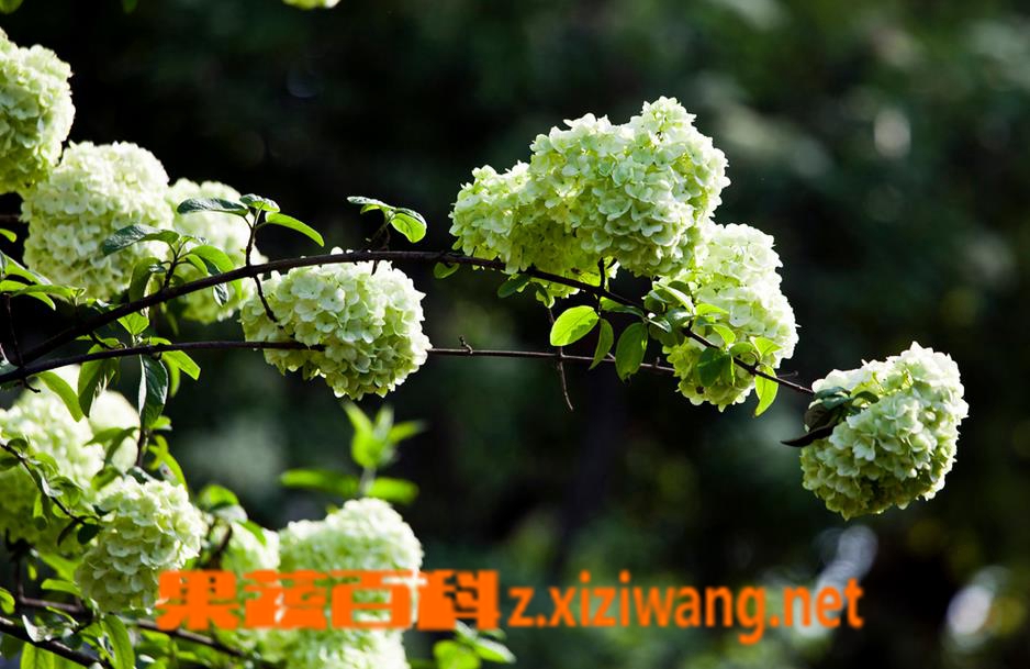果蔬百科木绣球花后的处理方法