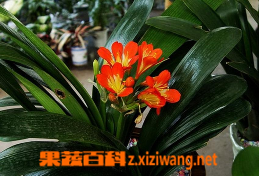 果蔬百科垂笑君子兰适合室内养殖吗